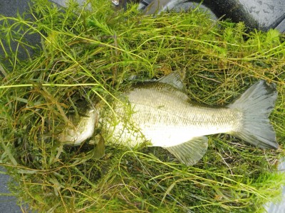 truth smiley_fishing_report ブログ写真 2015/08/13