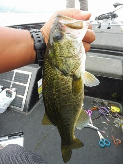 truth smiley_fishing_report ブログ写真 2015/08/17