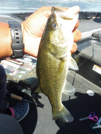 truth smiley_fishing_report ブログ写真 2015/08/18