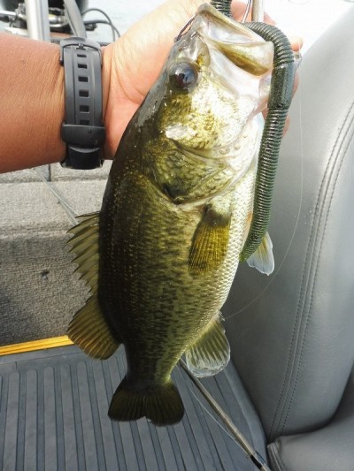 truth smiley_fishing_report ブログ写真 2015/08/19