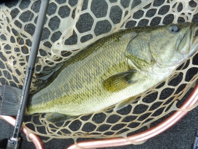 truth smiley_fishing_report ブログ写真 2015/08/20