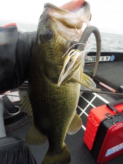 truth smiley_fishing_report ブログ写真 2015/08/20