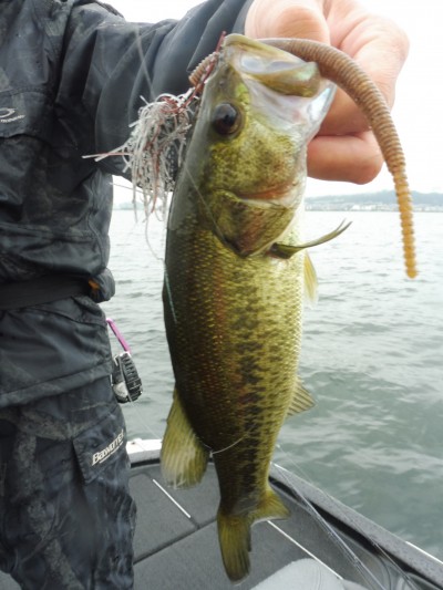 truth smiley_fishing_report ブログ写真 2015/08/20