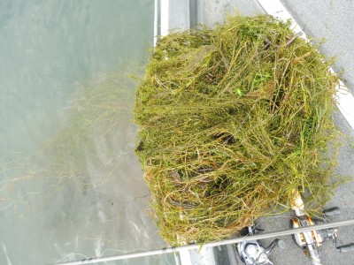 truth smiley_fishing_report ブログ写真 2015/08/22