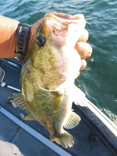 truth smiley_fishing_report ブログ写真 2015/08/23