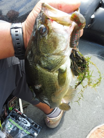 truth smiley_fishing_report ブログ写真 2015/08/23