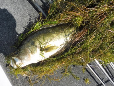 truth smiley_fishing_report ブログ写真 2015/08/23