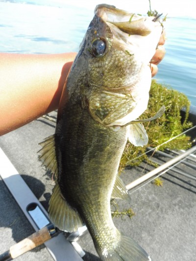 truth smiley_fishing_report ブログ写真 2015/08/23