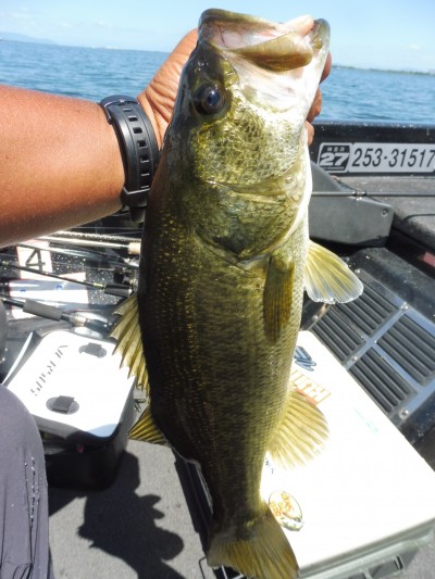 truth smiley_fishing_report ブログ写真 2015/08/23