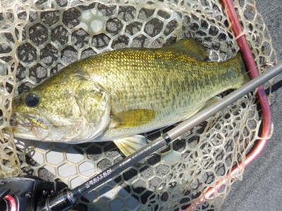 truth smiley_fishing_report ブログ写真 2015/08/23