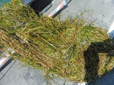 truth smiley_fishing_report ブログ写真 2015/08/24