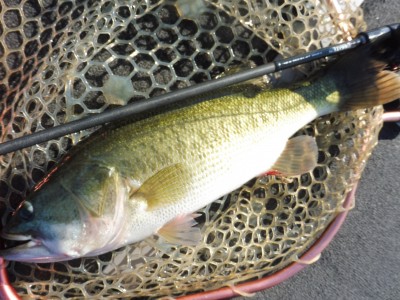 truth smiley_fishing_report ブログ写真 2015/08/27