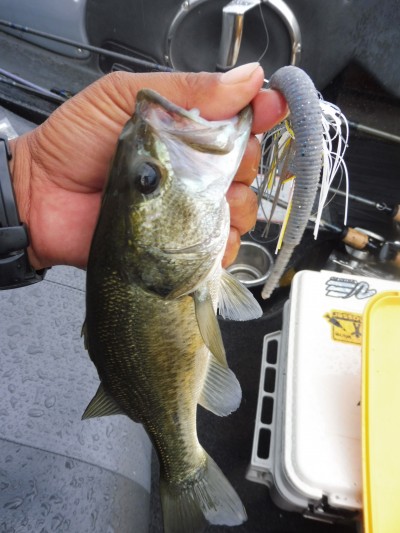 truth smiley_fishing_report ブログ写真 2015/08/28