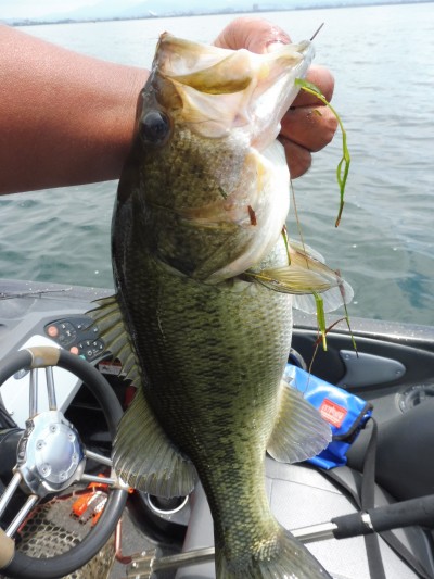 truth smiley_fishing_report ブログ写真 2015/08/28