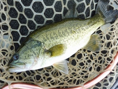 truth smiley_fishing_report ブログ写真 2015/09/01