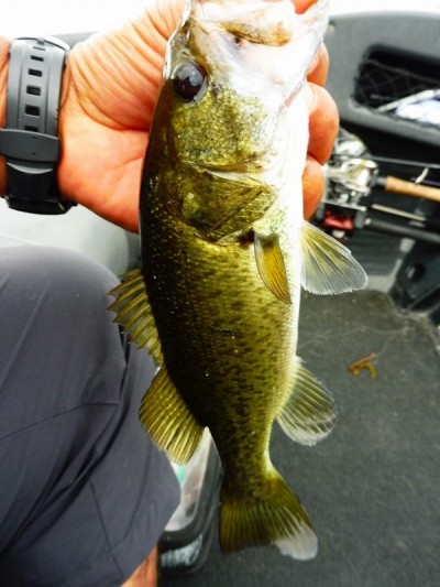 truth smiley_fishing_report ブログ写真 2015/09/07