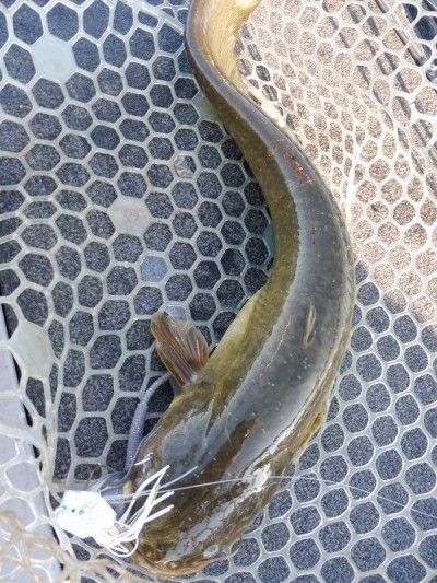 truth smiley_fishing_report ブログ写真 2015/09/11