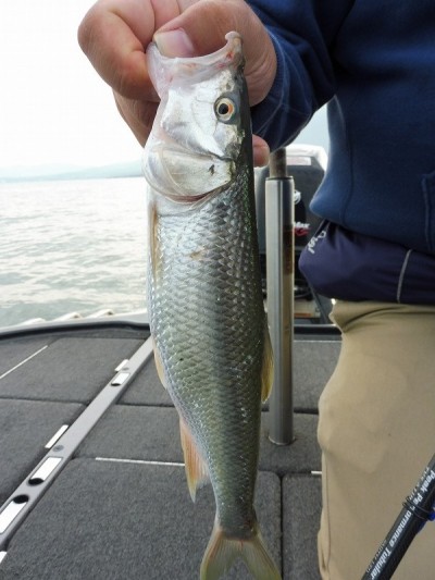 truth smiley_fishing_report ブログ写真 2015/09/12