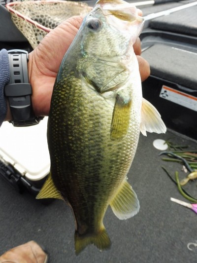 truth smiley_fishing_report ブログ写真 2015/09/12