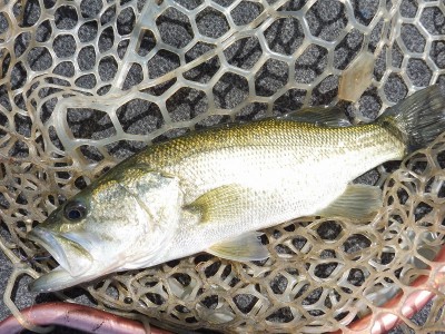 truth smiley_fishing_report ブログ写真 2015/09/14