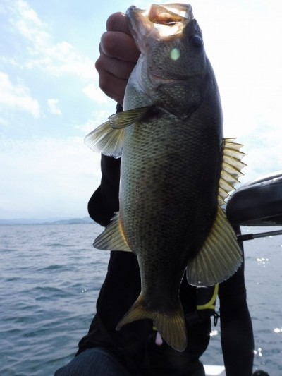 truth smiley_fishing_report ブログ写真 2015/09/21