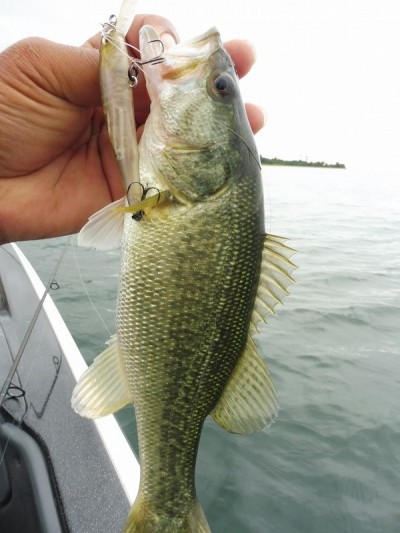 truth smiley_fishing_report ブログ写真 2015/10/01