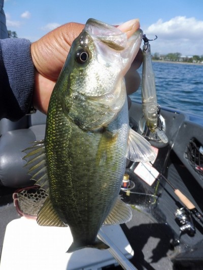 truth smiley_fishing_report ブログ写真 2015/10/03