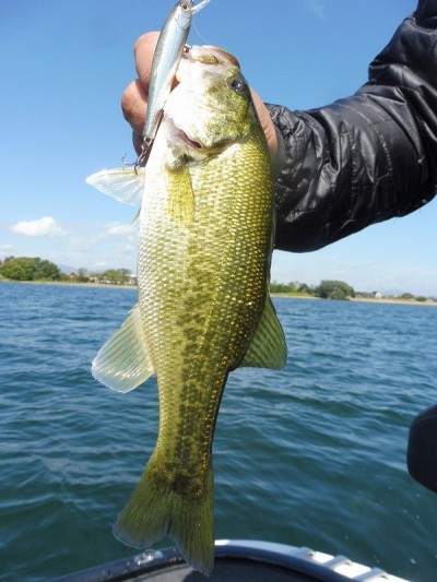 truth smiley_fishing_report ブログ写真 2015/10/03