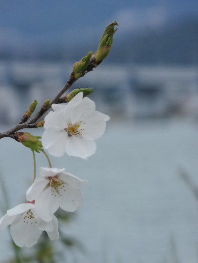 truth truth_diary ブログ写真 2015/04/06