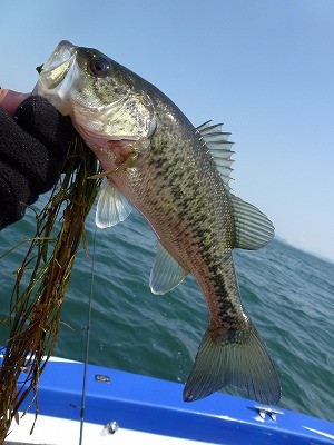 truth news ブログ写真 2012/03/17