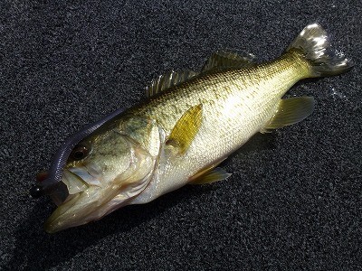 truth news ブログ写真 2012/04/01