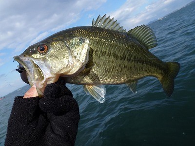 truth news ブログ写真 2012/04/01