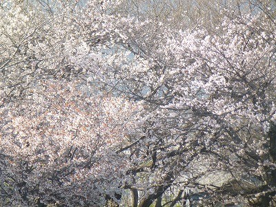 truth news ブログ写真 2012/04/13