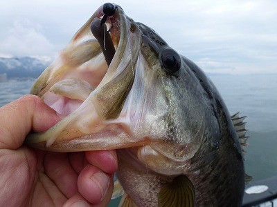 truth news ブログ写真 2012/04/16