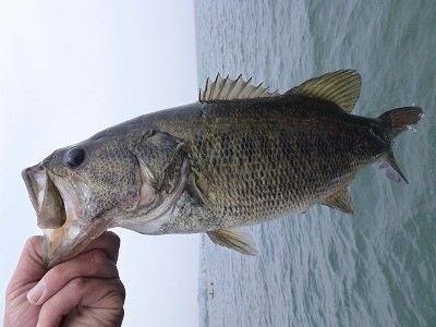 truth news ブログ写真 2012/04/25