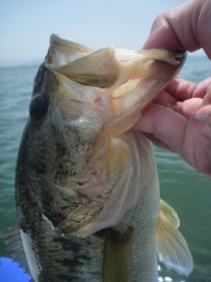 truth news ブログ写真 2012/04/29