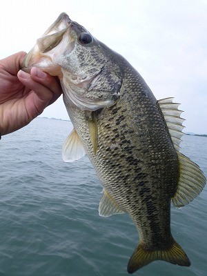 truth news ブログ写真 2012/05/24