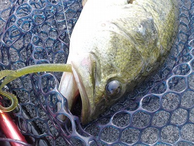 truth news ブログ写真 2012/06/01