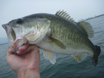 truth news ブログ写真 2012/06/02