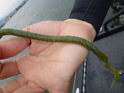 truth news ブログ写真 2012/07/05