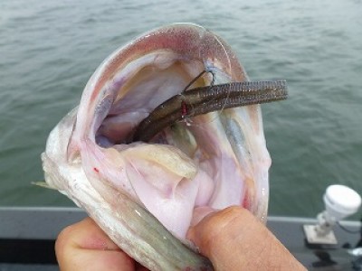 truth news ブログ写真 2012/07/05