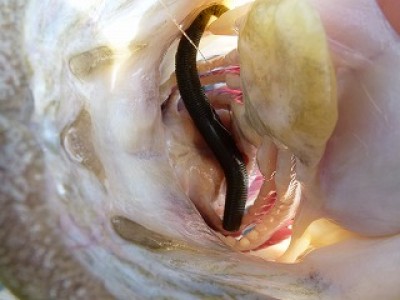 truth news ブログ写真 2012/07/27