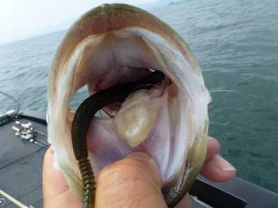 truth news ブログ写真 2012/07/27