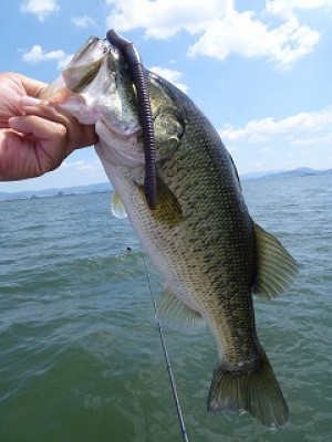 truth news ブログ写真 2012/08/03