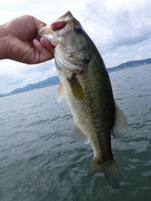 truth news ブログ写真 2012/08/08