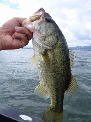 truth news ブログ写真 2012/08/08