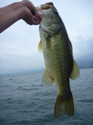 truth news ブログ写真 2012/08/15