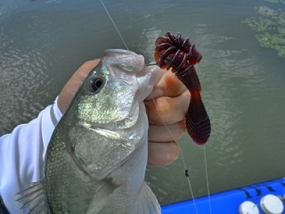 truth news ブログ写真 2012/08/23