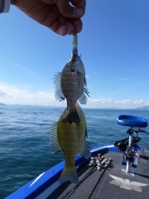 truth news ブログ写真 2012/08/23