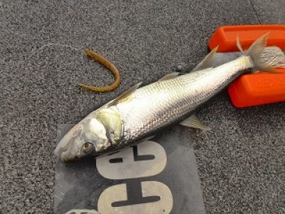 truth news ブログ写真 2012/10/25